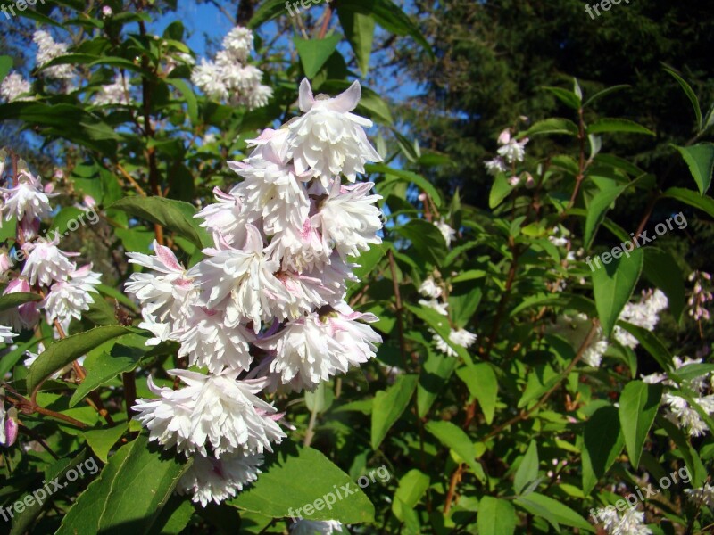 Flowers Darcia Bush Leaf Light Pink