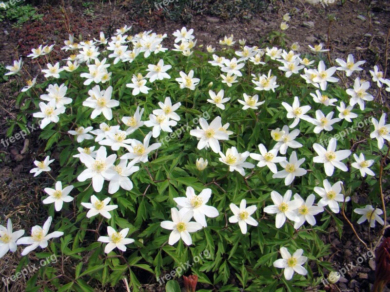 Wood Anemone Anemones Flowers Several Many