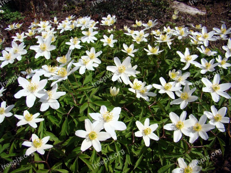 Wood Anemone Anemones Flower White Free Photos