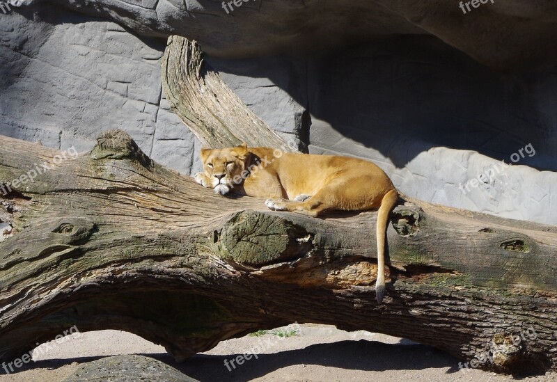 Lioness Wild Animal Wildcat Predator Big Cat