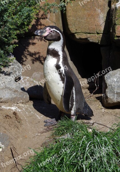 Penguin Animal Water Bird Animal World Zoo