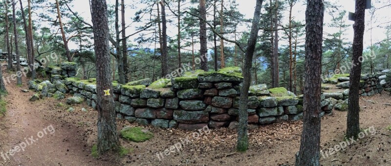 Wall Moss Forest Alsace Green