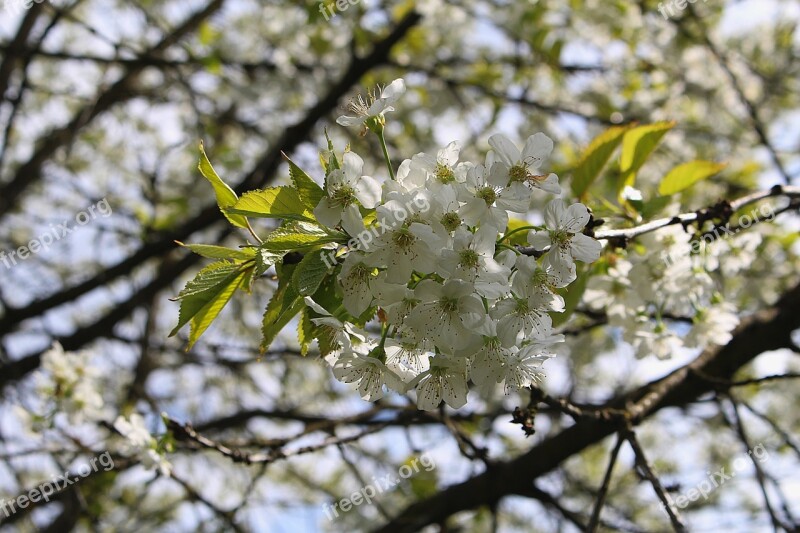 Flowers Cherry Blossoms Flowering Twig Free Photos