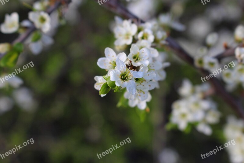 Flowers Cherry Blossoms Flowering Twig Free Photos