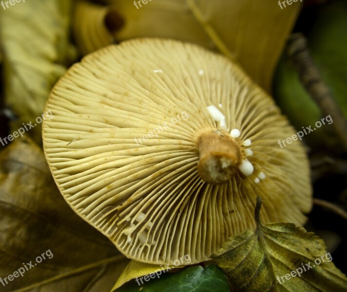 Forest Mushroom Fungus Autumn Wild