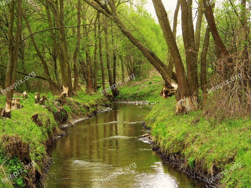 Nature The Brook Landscape Tree Beaver