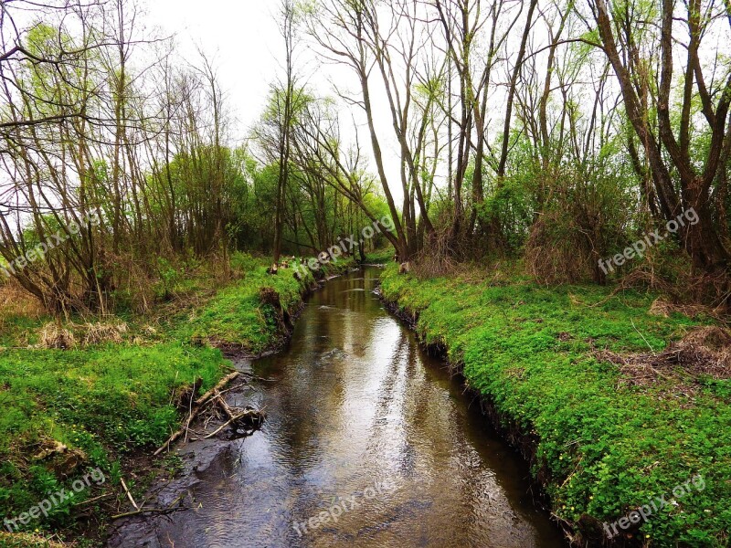 Nature Stream The Brook Green Water