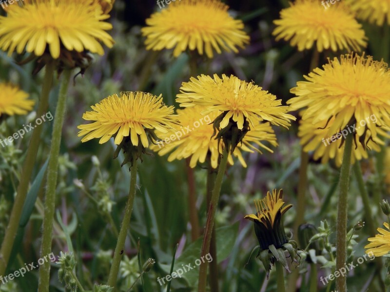 Dandelions Spring Flowers Yellow Green