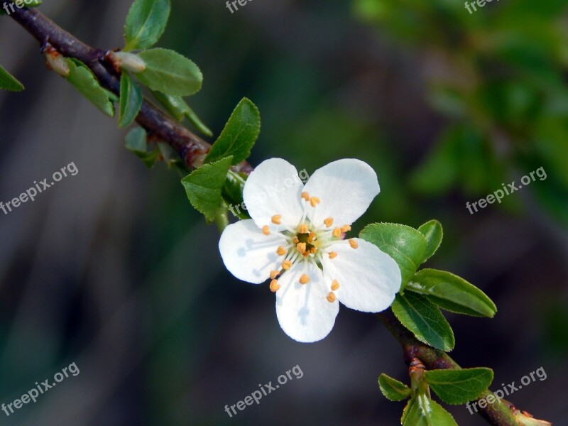 Twig Flower Spring White Free Photos