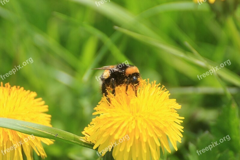 Dandelion Taraxacum Ruderalia Taraxacum Sect Ruderalia Weed