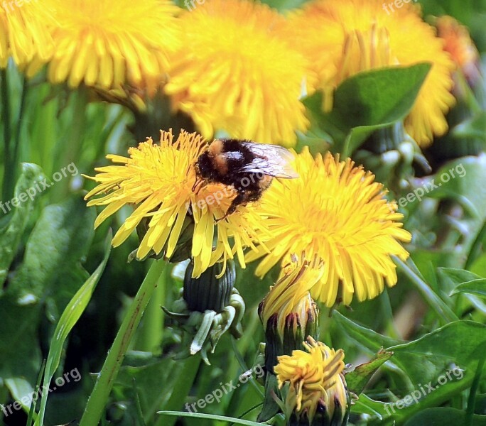 Dandelion Taraxacum Ruderalia Taraxacum Sect Ruderalia Weed