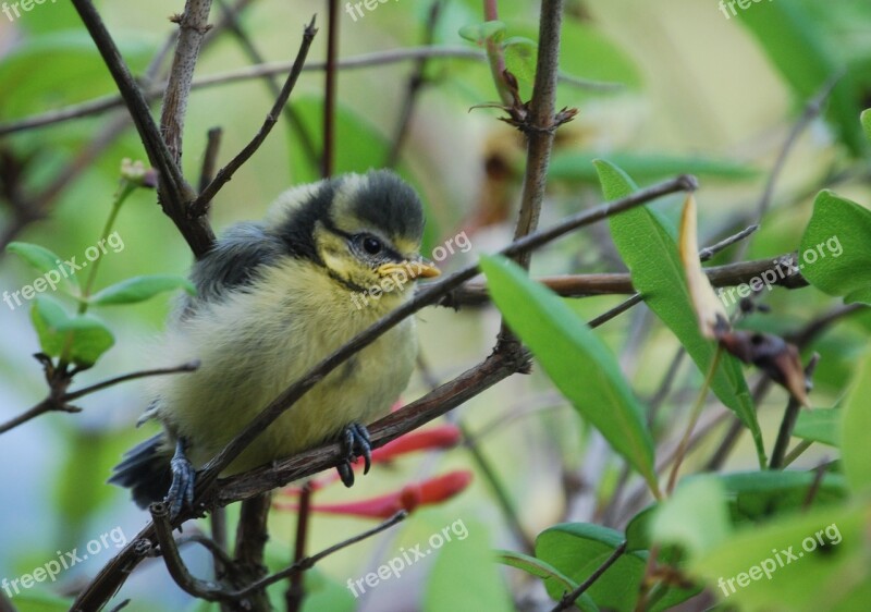 Tit Chicks Young Bird Cute