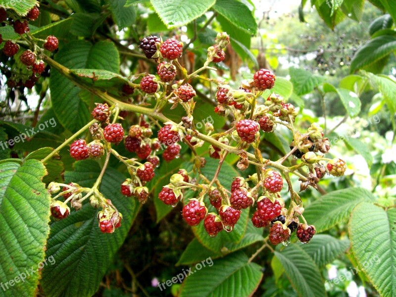 Mora Red Wild Berries Free Photos