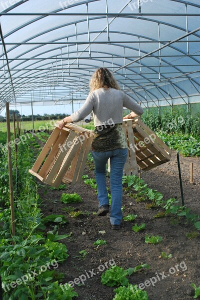 Vegetables Gardener Vegetable Garden Free Photos