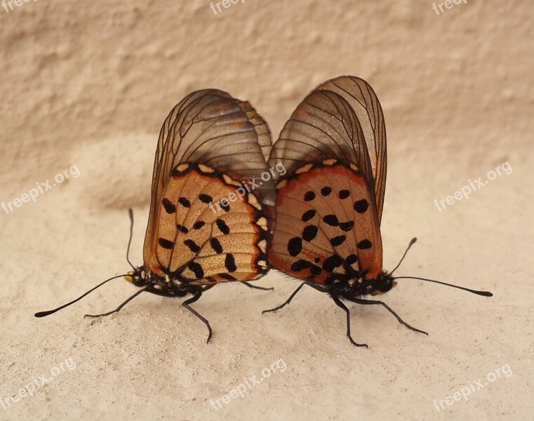 Two Butterfies Mating Free Photos