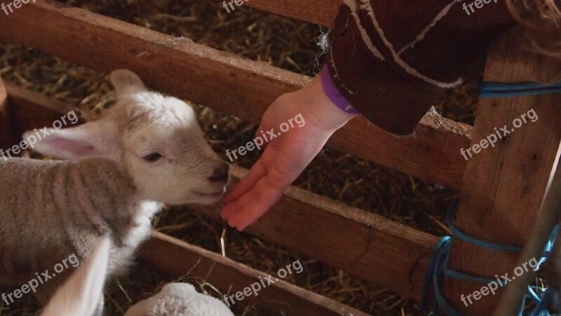 Lamb Hand Smell Stable Spring