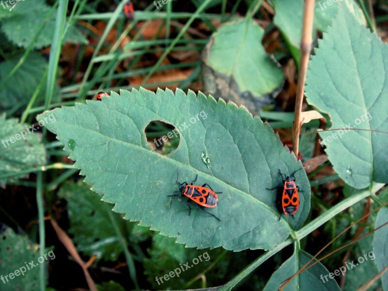 Sheet Insects Red Black Nature