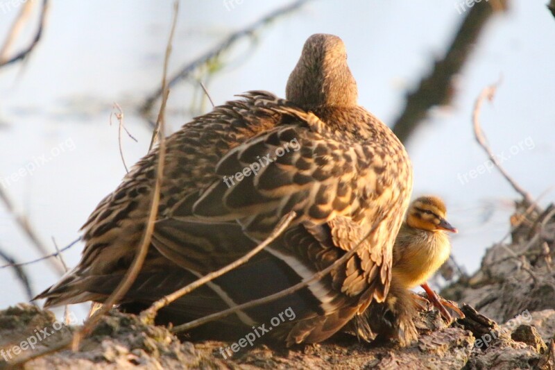 Nature Water Bird Duck Mallard Young Animal