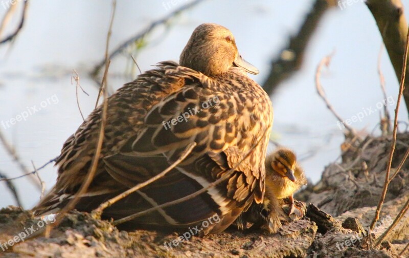 Nature Water Bird Duck Mallard Young Animal