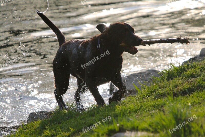 Water Animal Dog Wet Floor