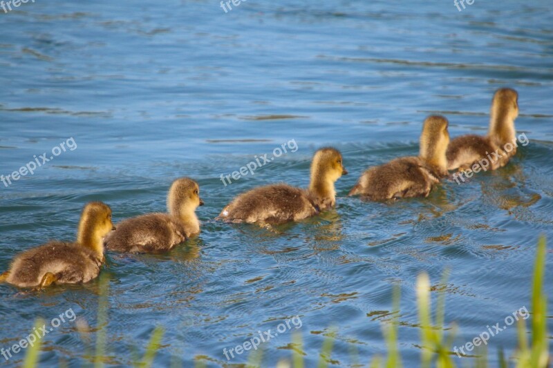 Animals Waterfowl Ducks Young Floating Line