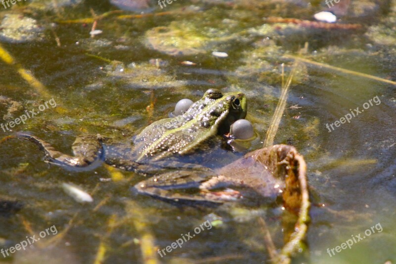 Nature Animals Pond Amphibians Frog