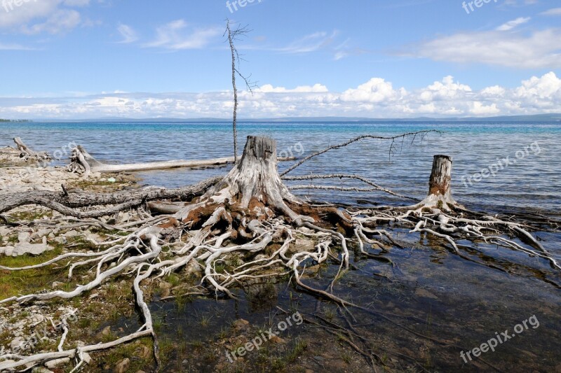 Lake Mongolia Khuvsgul Water Root