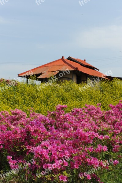 Rape Flowers Azalea April Spring Hwasaham