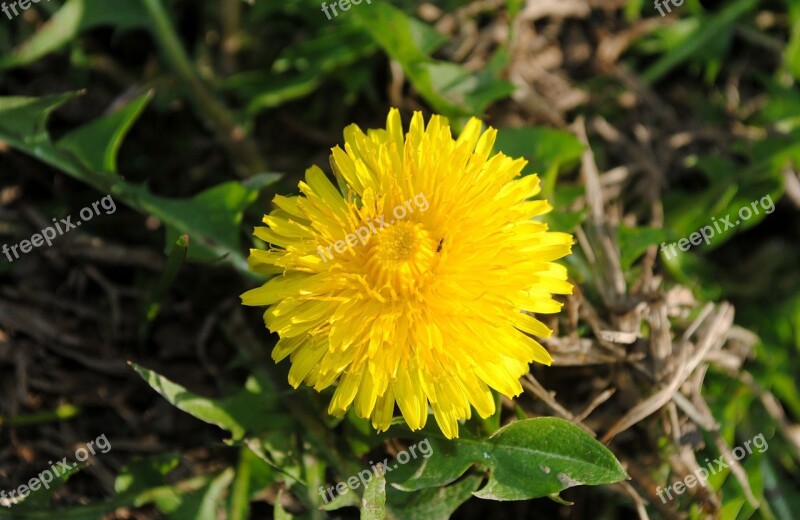 Dandelion Flower Nature Plant Blossom