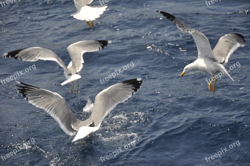 Seagulls Birds Bird Flight Sea Animal