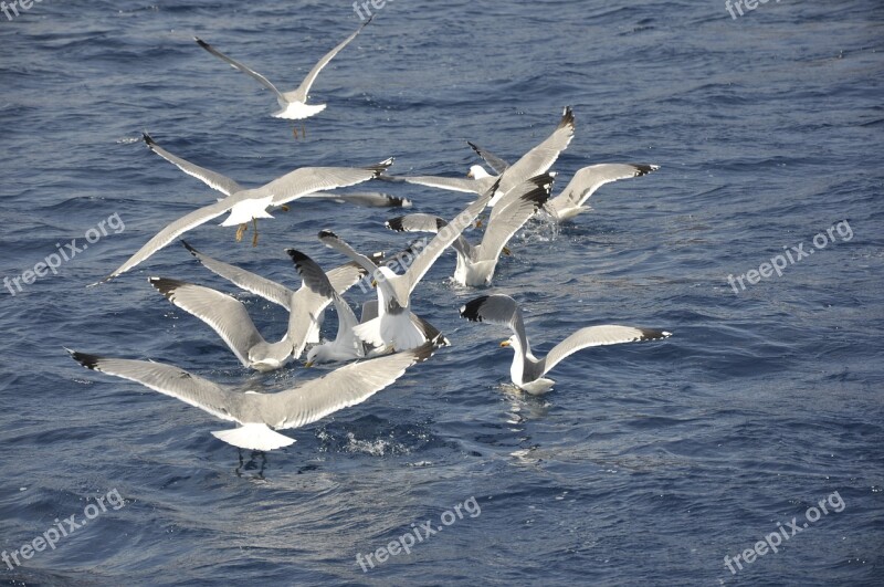 Seagulls Birds Bird Flight Sea Animal