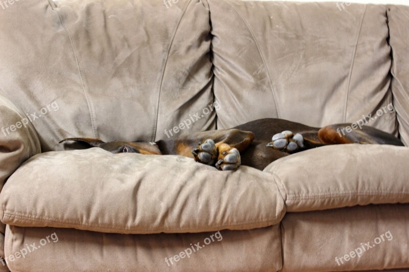 Doberman Dog Resting Couch Funny