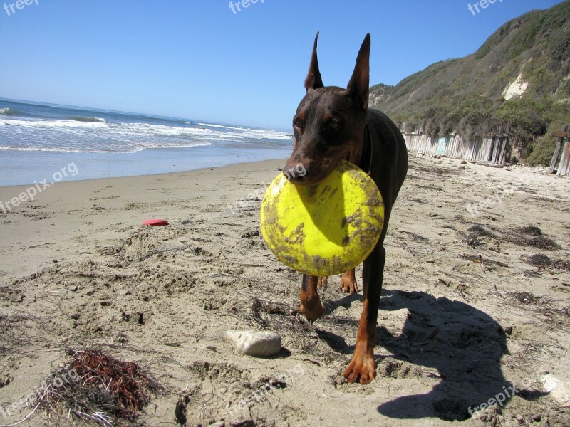 Doberman Dog Pet Animal Purebred