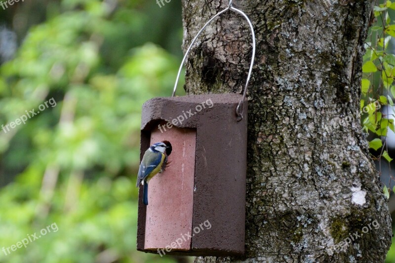 Blue Tit Nesting Place Bird Feather Nature