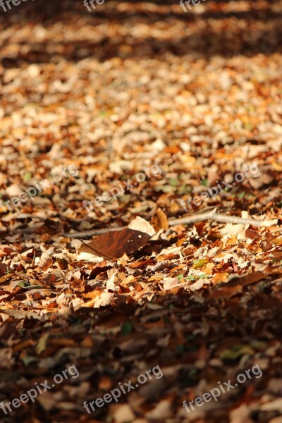 Fukushima Fallen Leaves Mount Shinobu Autumn Free Photos