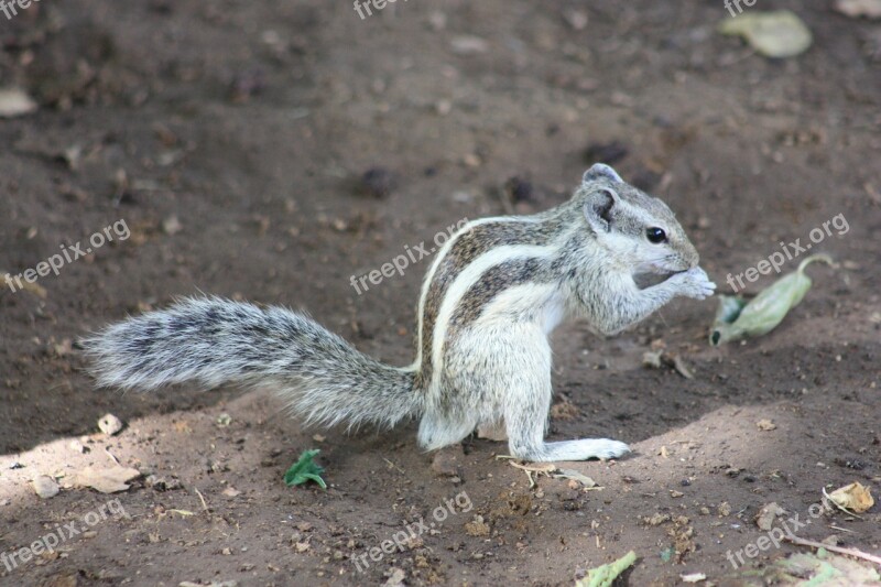 Chipmunk Animal Nature Cute Furry