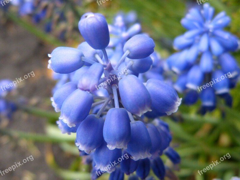 Lupine Flower Nature Flowers Spring