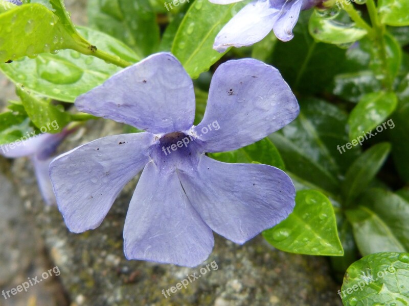 Forget Me Maybe Sea Of Flowers Flowers Blütenmeer Bloom