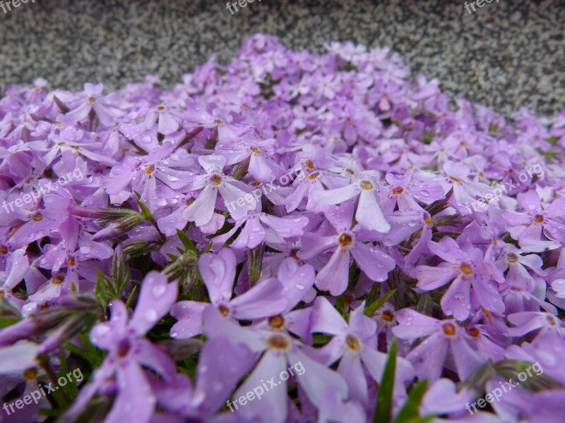 Forget Me Maybe Sea Of Flowers Flowers Blütenmeer Bloom