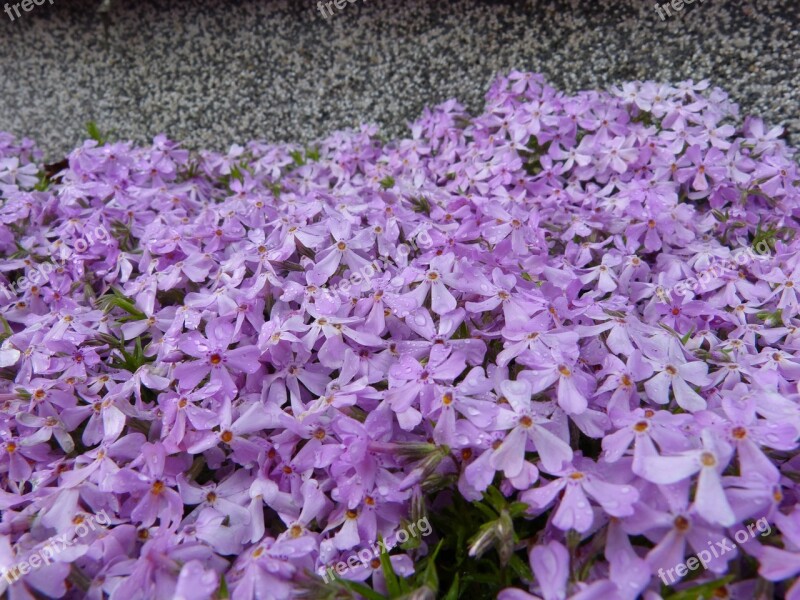 Forget Me Maybe Sea Of Flowers Flowers Blütenmeer Bloom