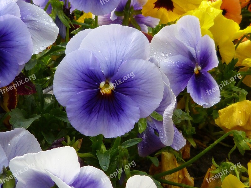 Stiefmütterche Violet Pansy Blossom Bloom