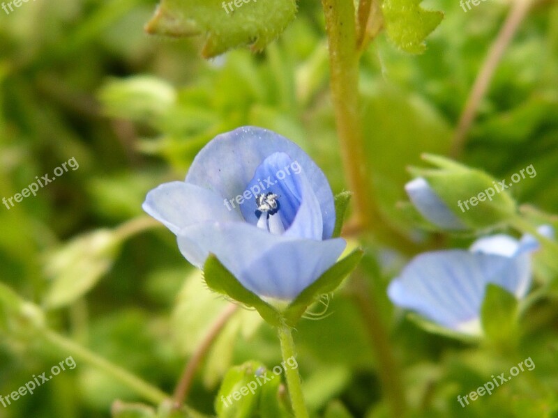 Pointed Flower Blue Light Blue Blossom Bloom