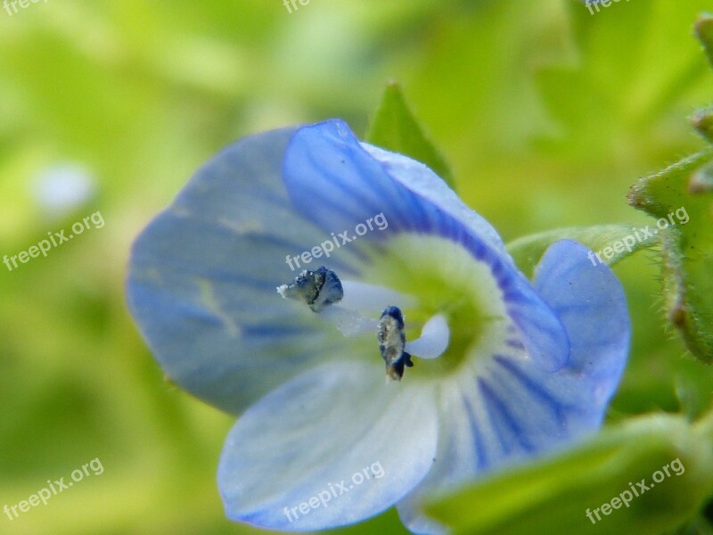 Pointed Flower Blue Light Blue Blossom Bloom