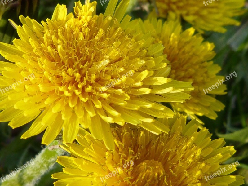 Buttercup Dandelion Flowers Nature Yellow