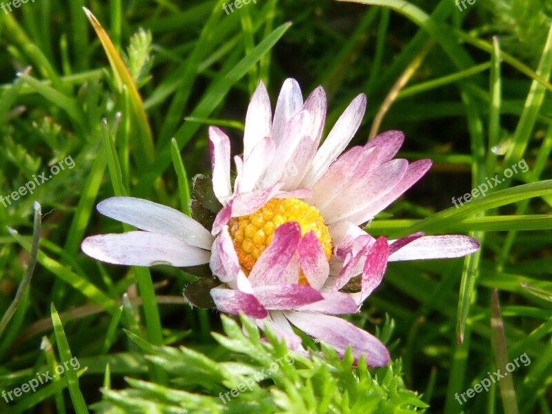 Daisy Nature Flower Spring Grass