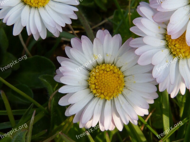 Daisy Flower Meadow Nature Flowers Spring