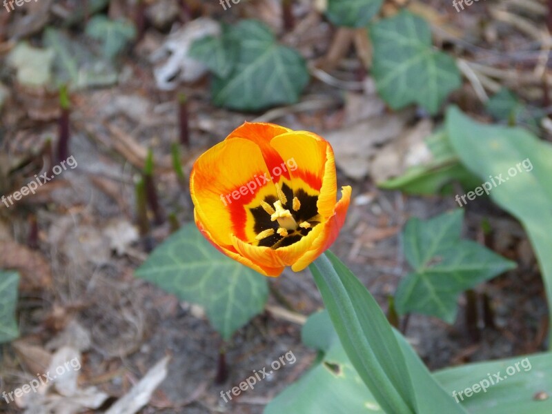 Tulip Yellow Flower Flower Individually Plant