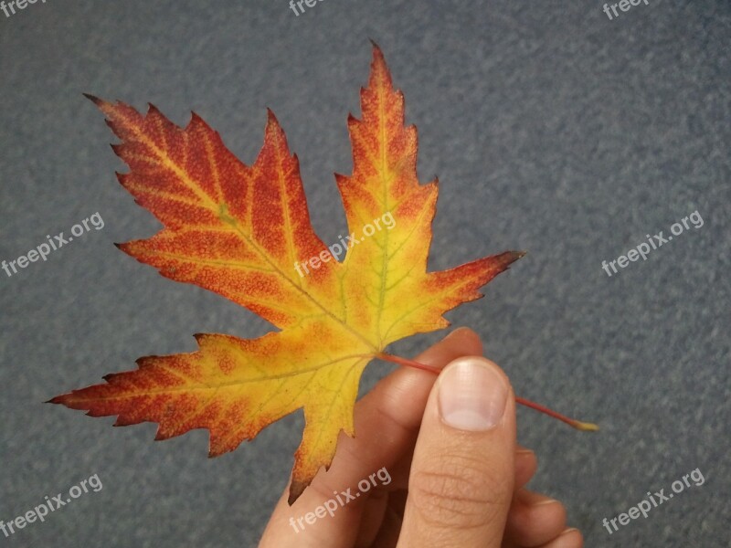 Leaf The Hand Autumn Yellow Red