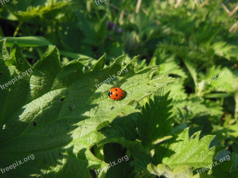 Nature Nettle Ladybug Rest Wintering