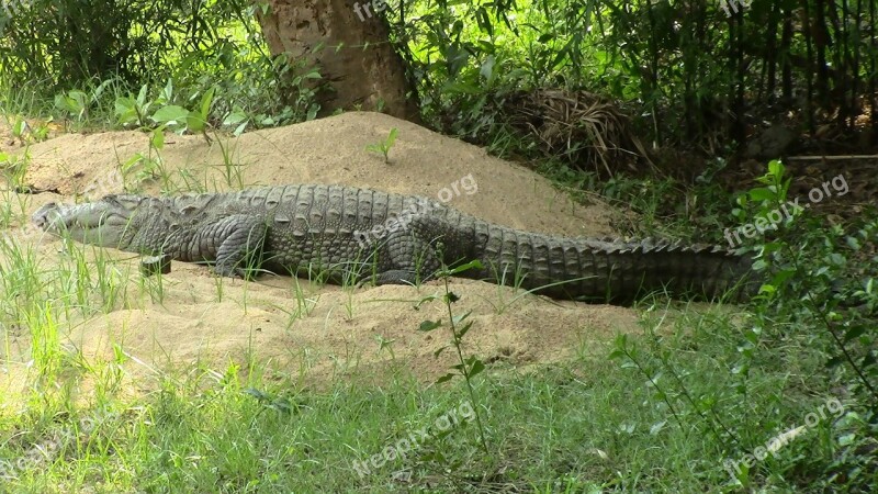 Crocodile Reptile Crocodylus Dangerous Zoo